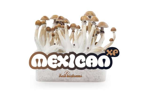 100% MYCELIUM Mexican - mushroom growkit 1200cc